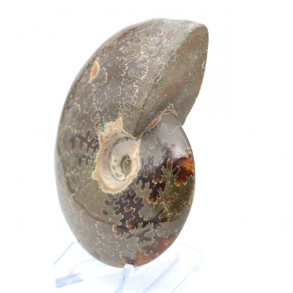 Whole polished natural ammonite fossil