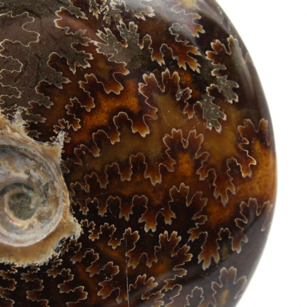 Whole polished natural ammonite fossil