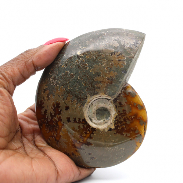 Whole ammonite from Madagascar