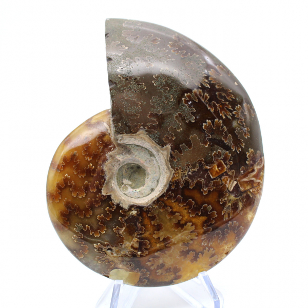 Whole ammonite from Madagascar