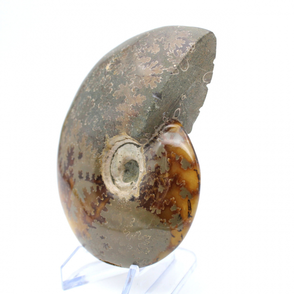 Whole ammonite from Madagascar