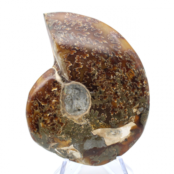 Whole ammonite sawn polished