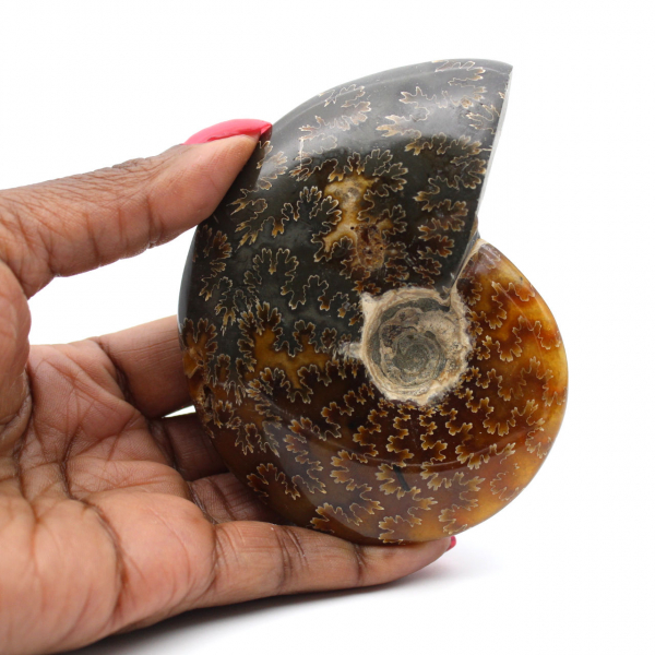 Whole ammonite fossilized polished