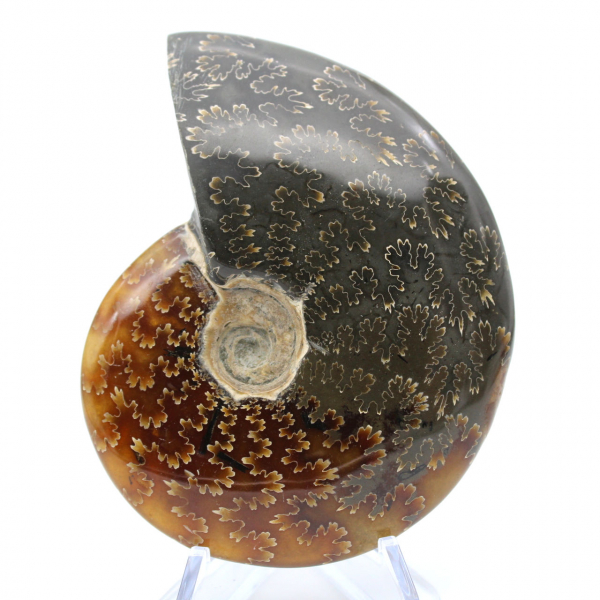 Whole ammonite fossilized polished