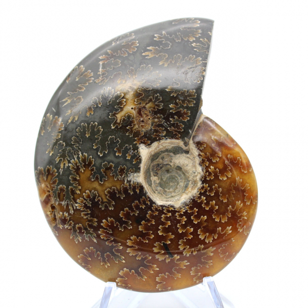 Whole ammonite fossilized polished