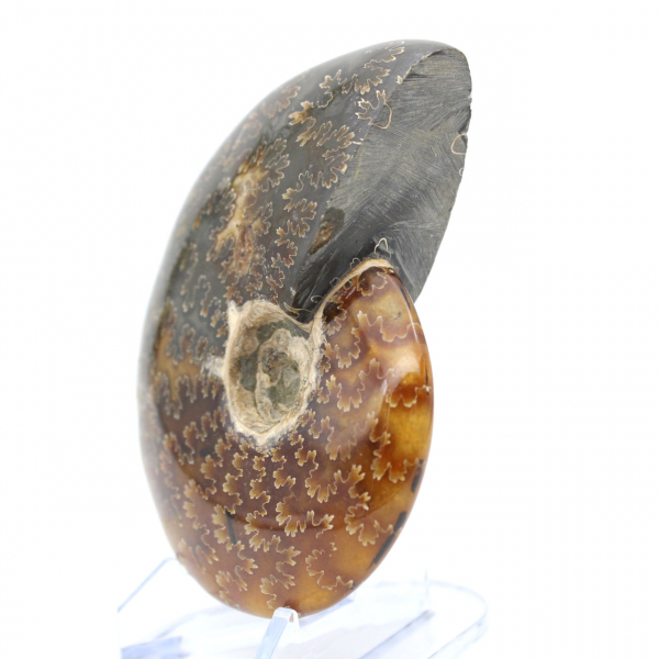 Whole ammonite fossilized polished