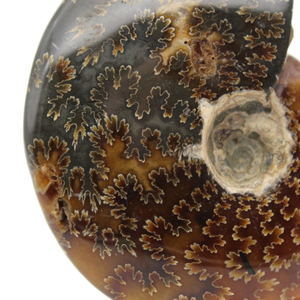 Whole ammonite fossilized polished