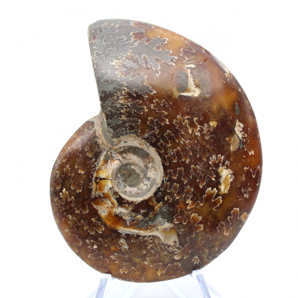 Whole ammonite fossilized