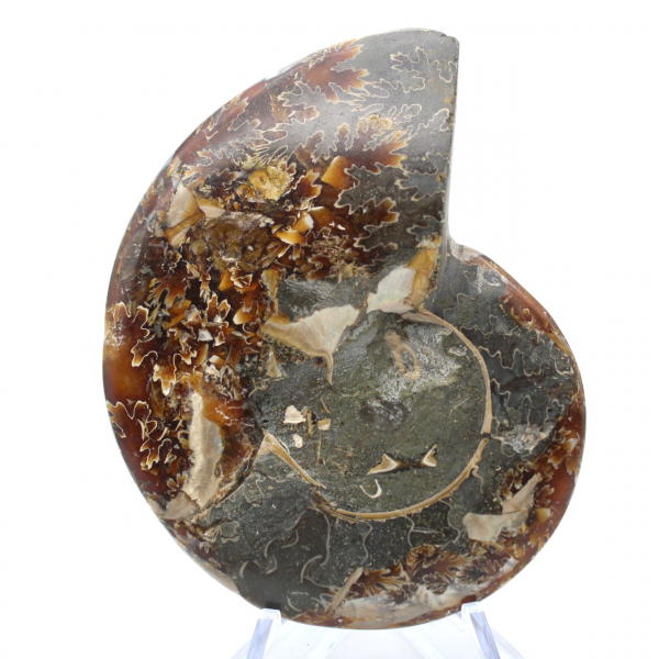 Whole ammonite fossilized