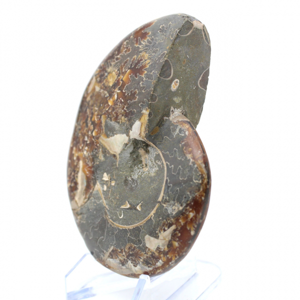 Whole ammonite fossilized