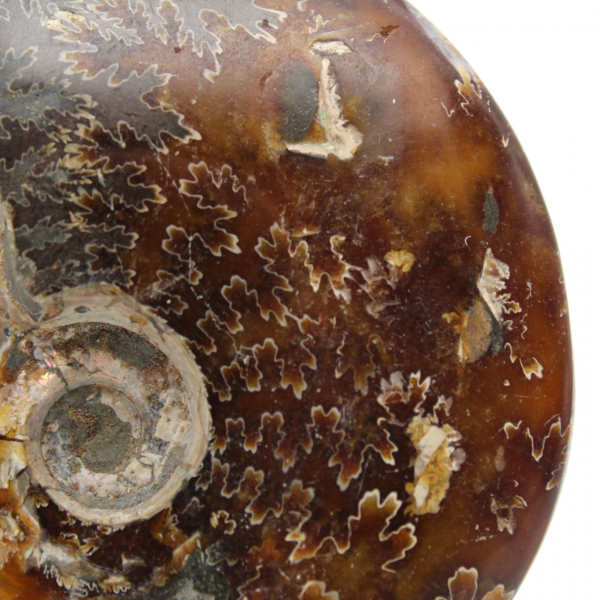 Whole ammonite fossilized