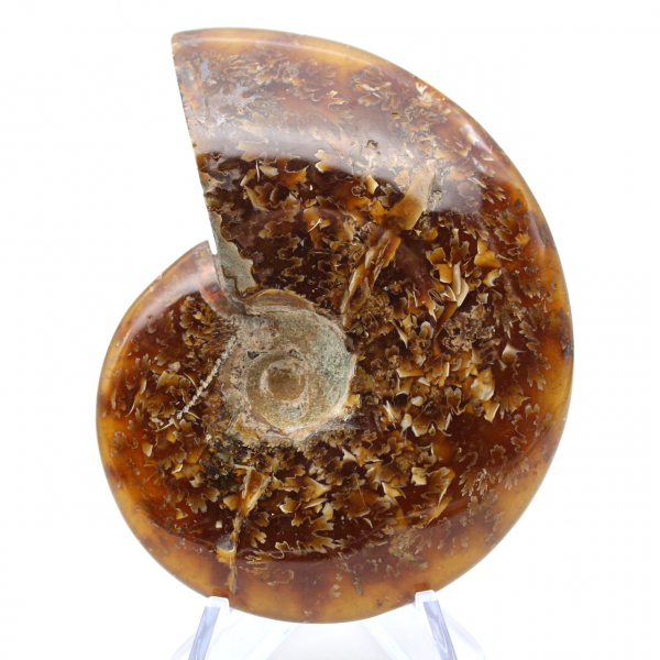 Whole natural ammonite fossil