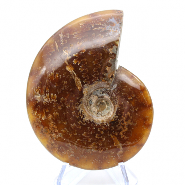 Whole natural ammonite fossil