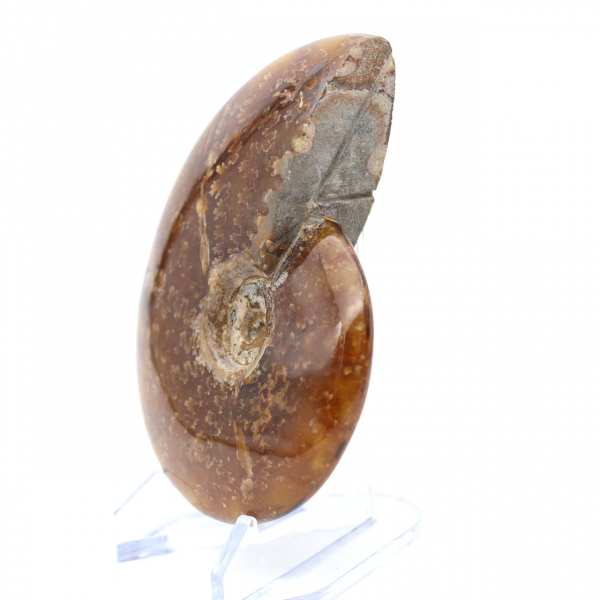 Whole natural ammonite fossil