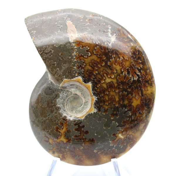 Whole polished ammonite