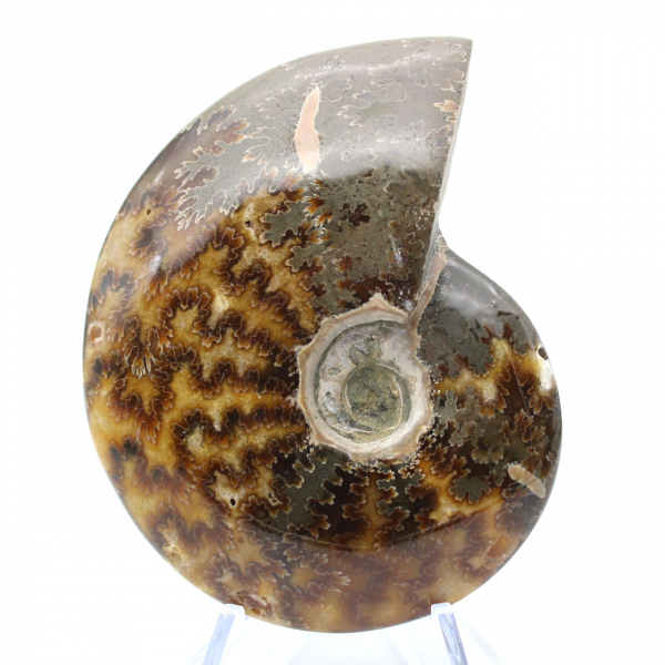 Whole polished ammonite