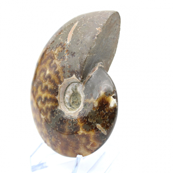 Whole polished ammonite