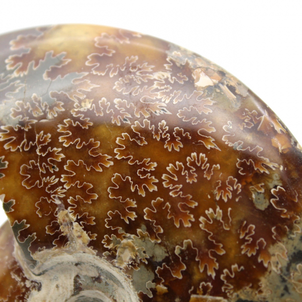 Whole polished ammonite from Madagascar