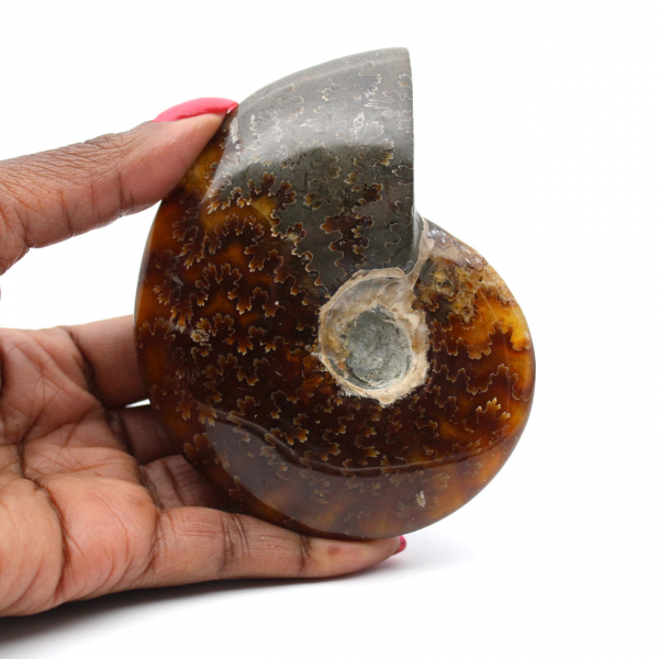 Whole ammonite fossil from Madagascar