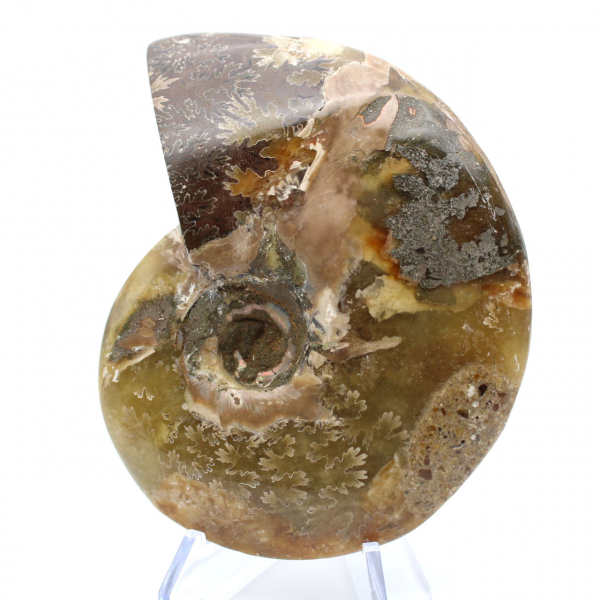 Whole ammonite fossil polished