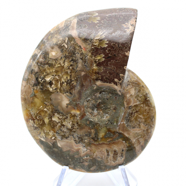 Whole ammonite fossil polished