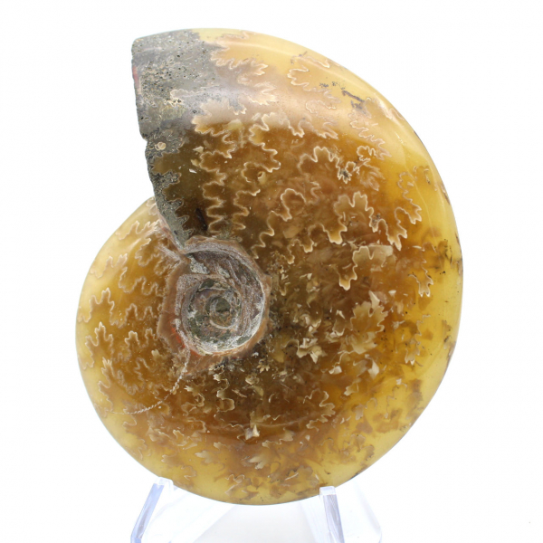 Whole fossil polished ammonite from Madagascar