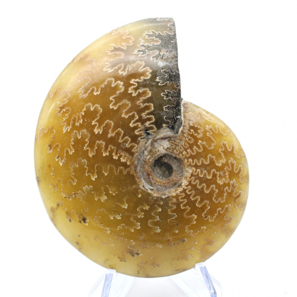 Whole fossil polished ammonite from Madagascar