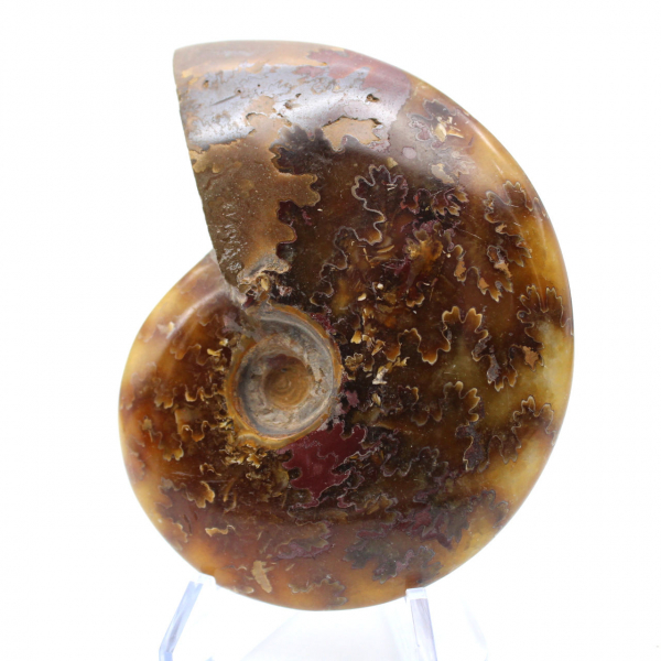 Natural polished ammonite from Madagascar