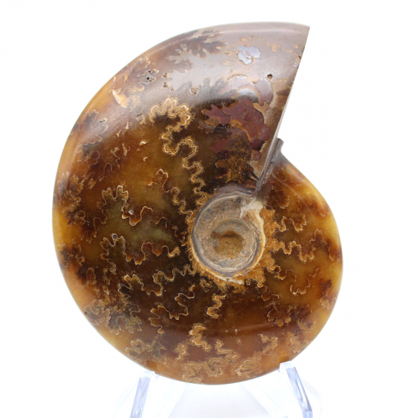 Natural polished ammonite from Madagascar