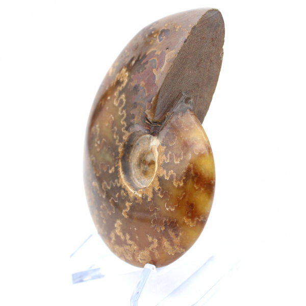 Natural polished ammonite from Madagascar