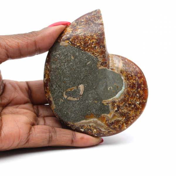 Natural polished ammonite fossil