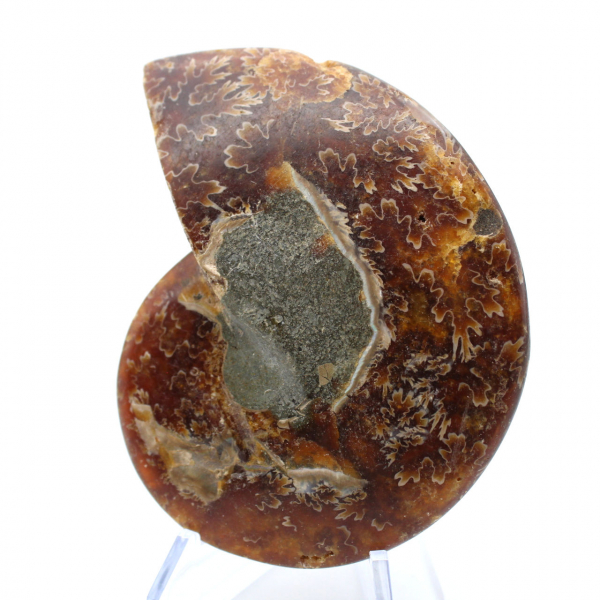 Natural polished ammonite fossil