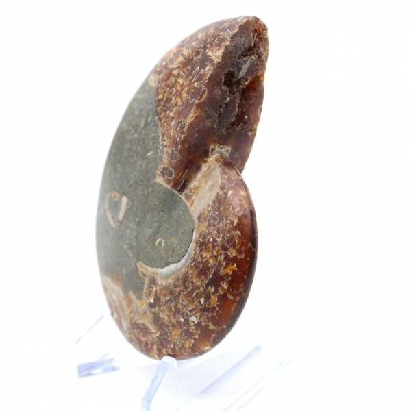 Natural polished ammonite fossil