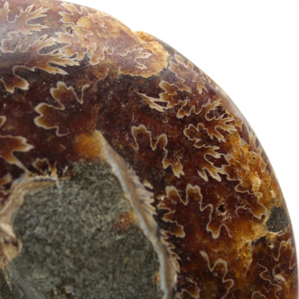 Natural polished ammonite fossil