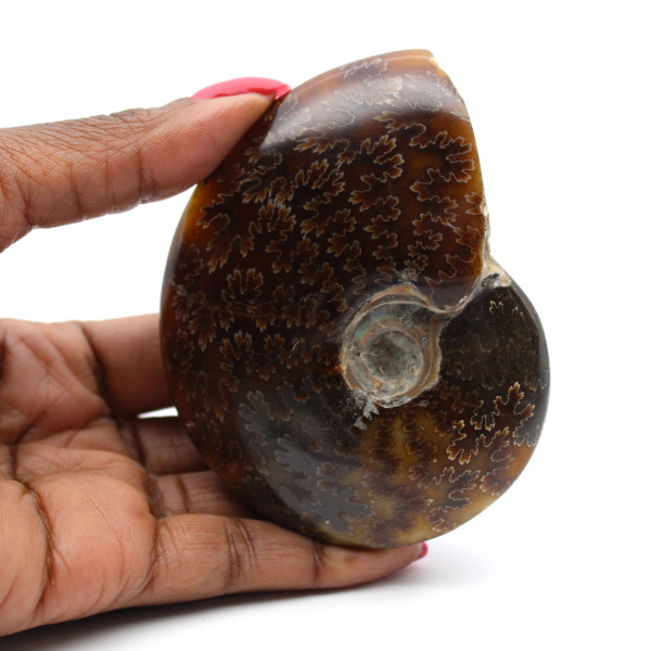 Sawn polished ammonite