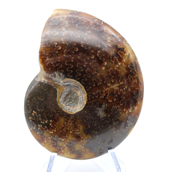 Sawn polished ammonite