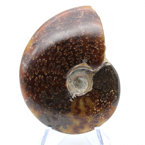 Sawn polished ammonite