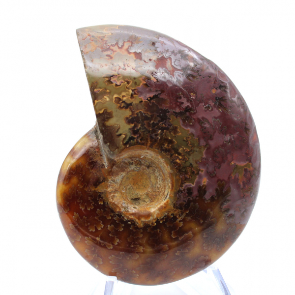 Fossilized polished ammonite