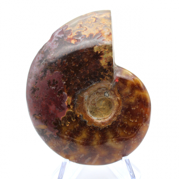 Fossilized polished ammonite