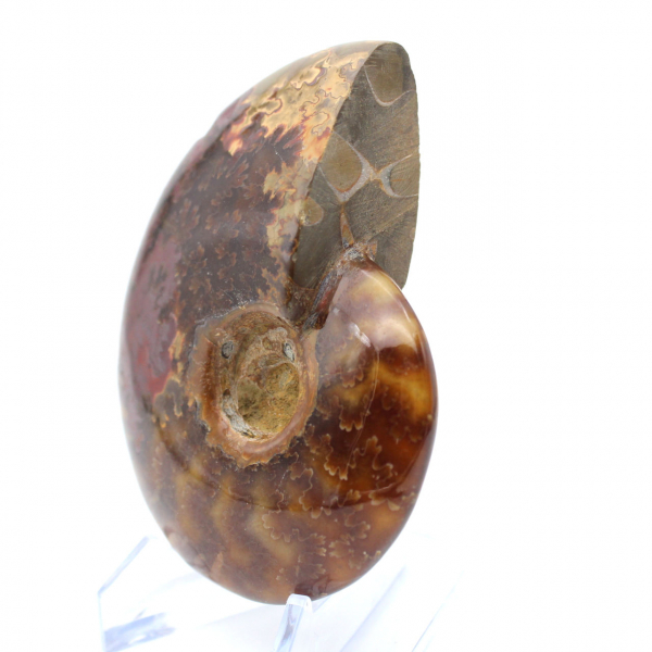 Fossilized polished ammonite