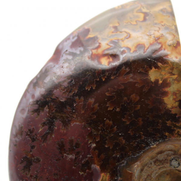 Fossilized polished ammonite