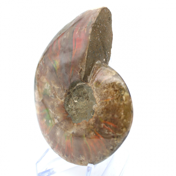 Ammonite one piece