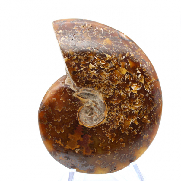 Fossilized ammonite