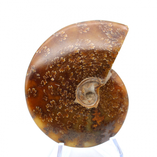 Fossilized ammonite