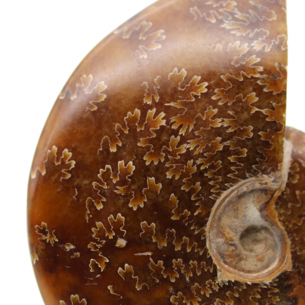 Fossilized ammonite