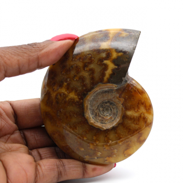 Natural ammonite fossil