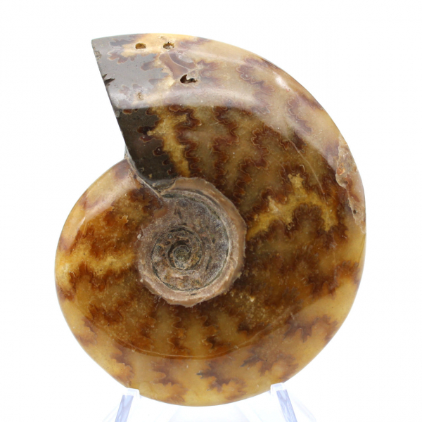 Natural ammonite fossil