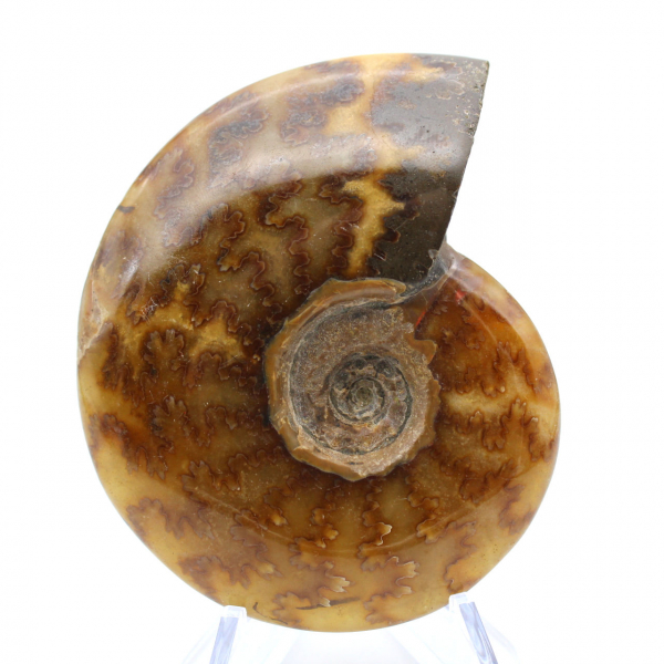 Natural ammonite fossil