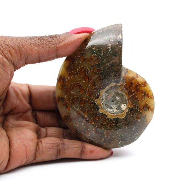 Polished ammonite