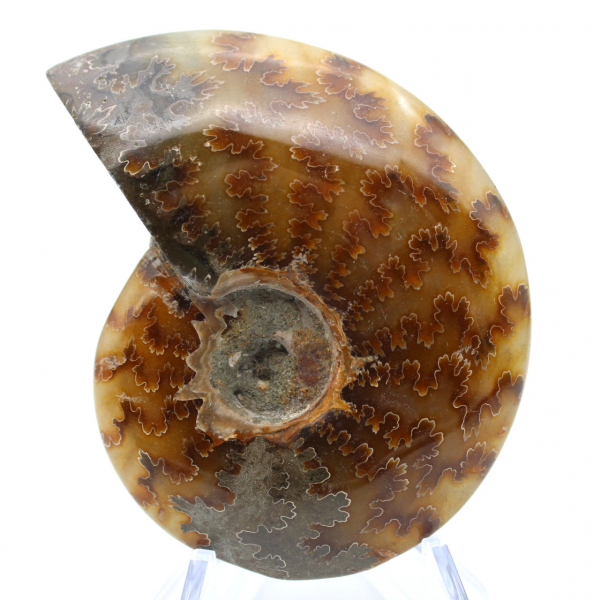 Polished ammonite